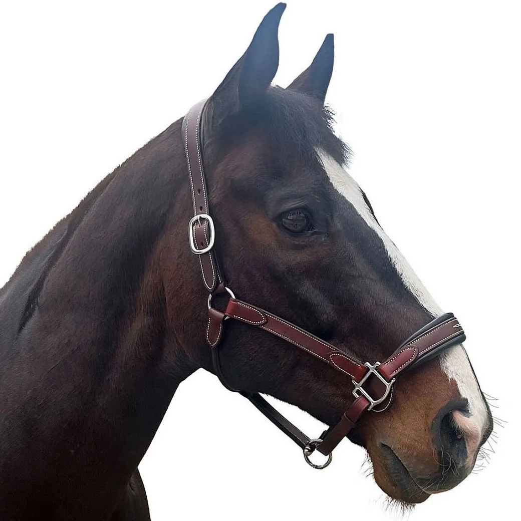 Allon Show Halter