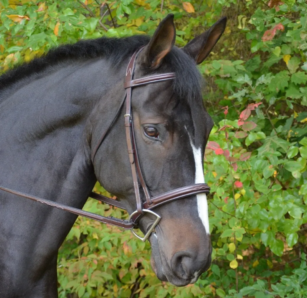 Black Oak Cyprus Snaffle Bridle