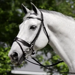 Black Oak Maple Training Bridle