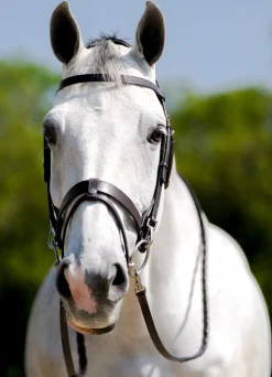 Black Oak Maple Training Bridle