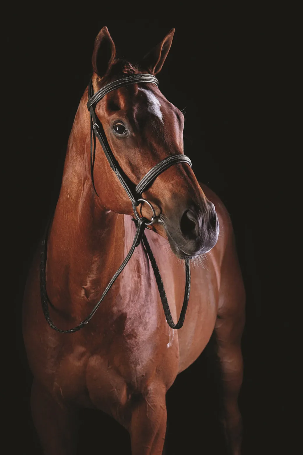 Collegiate Comfort Crown Fancy Stitch Bridle