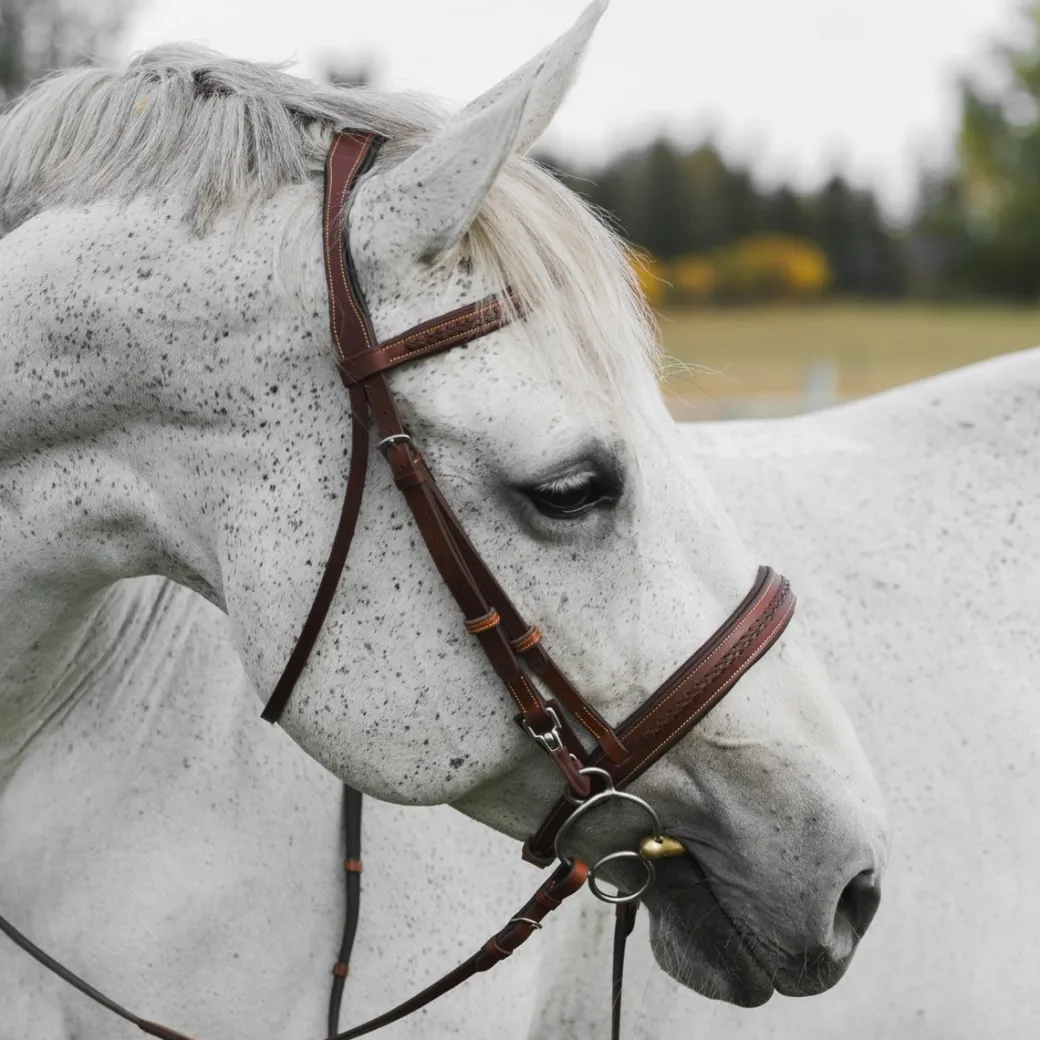 CommonWealth Braided Training Bridle