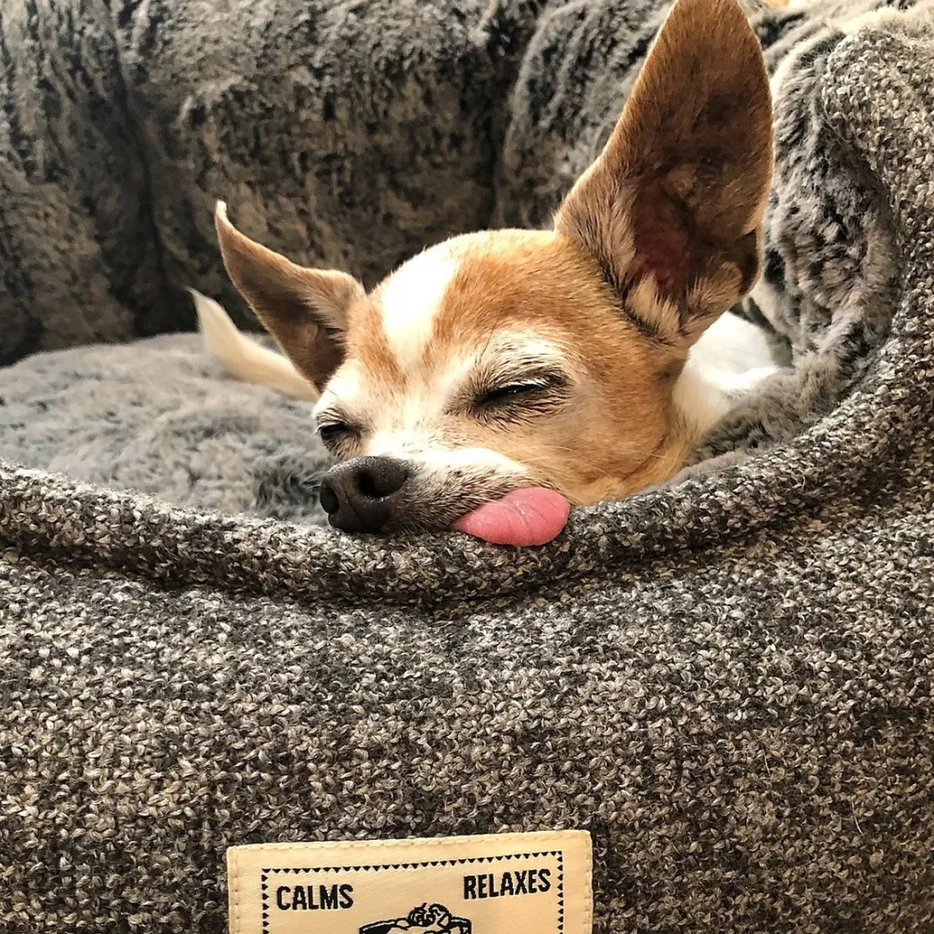 DGS Chill Kuzzi FIR Dog Bed