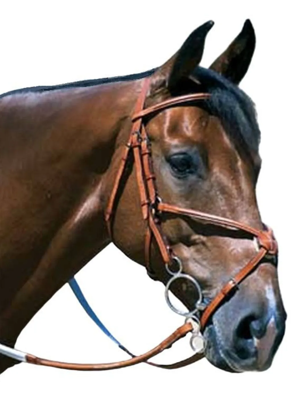 Edgewood Raised Fancy Stitch Padded Figure 8 Bridle