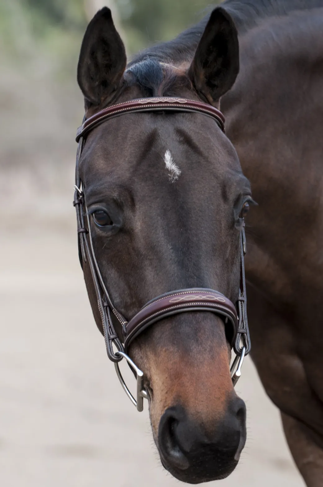 Edgewood Raised Padded Fancy Stitch Bridle