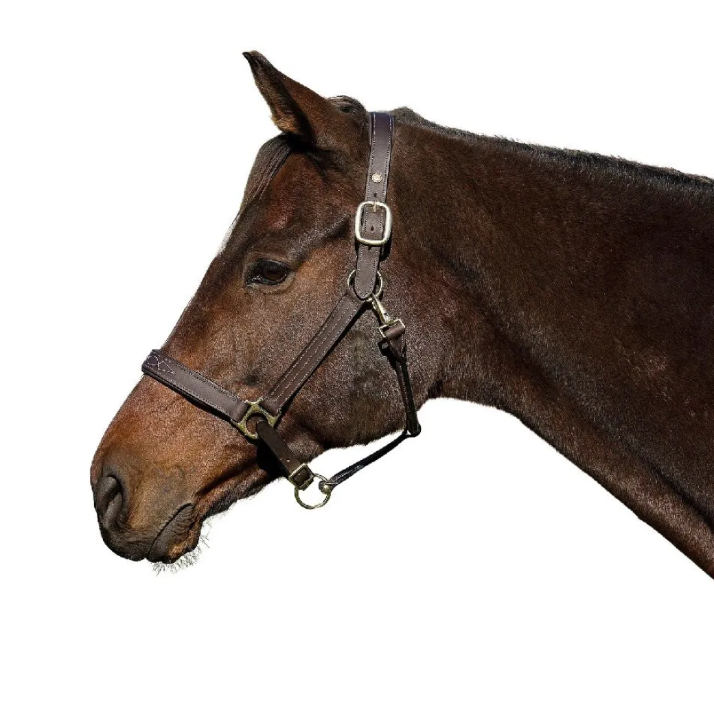 HDR Pony Fancy Padded Leather Halter