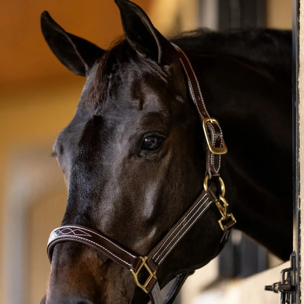 Huntley Fancy Stitch Padded Leather Halter