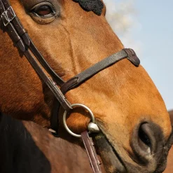 In Horse We Trust Soft T Noseband with Flash