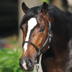 Kavalkade Cavo Rope Halter with Lead Rope
