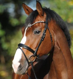 Kavalkade Reyna Snaffle Bridle