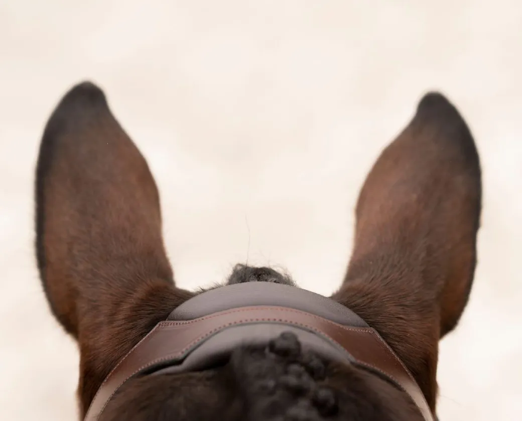 KL Select Tucson Bridle