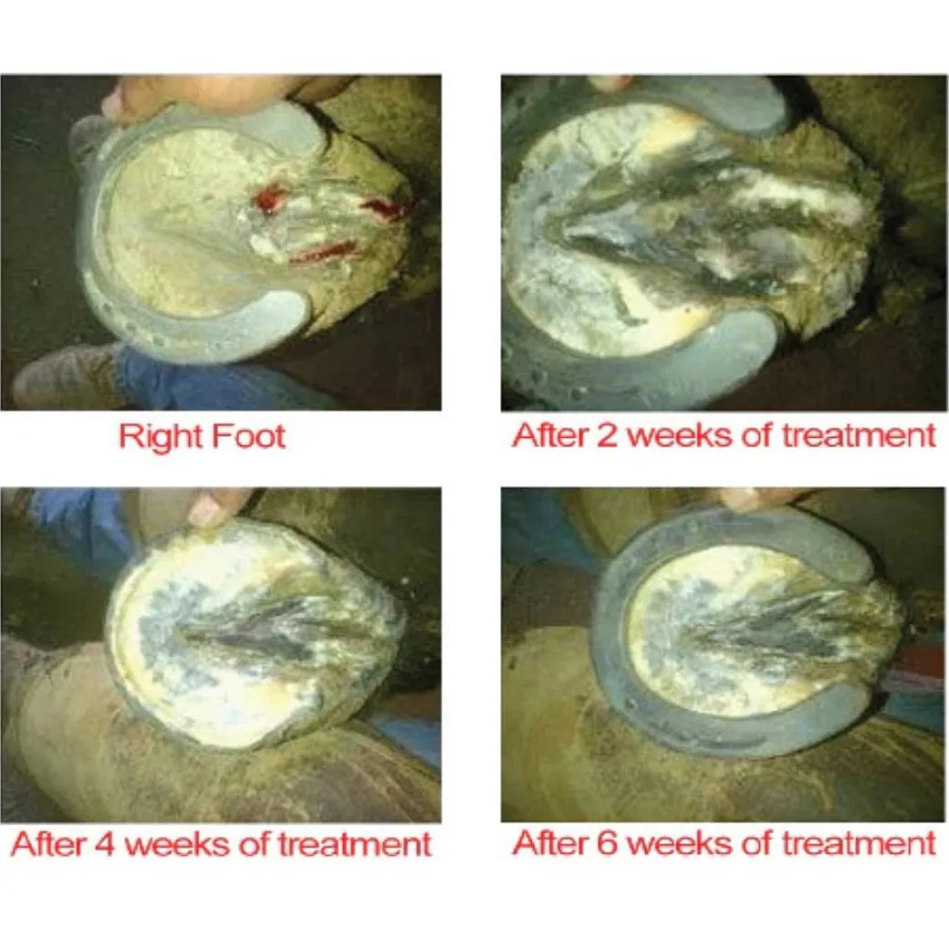 Outlaw Hoof Canker Care