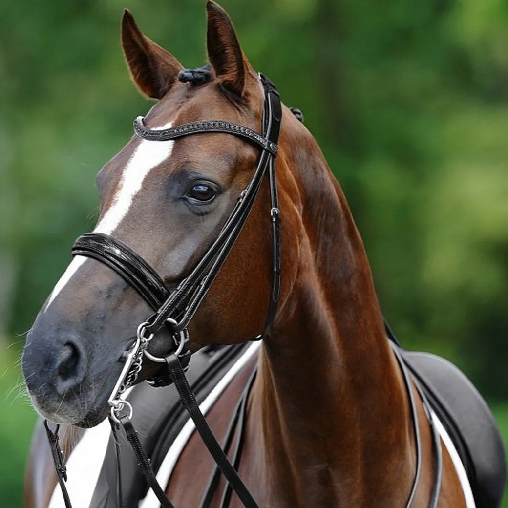 Passier H. Schmidt Black Luxury Double Bridle