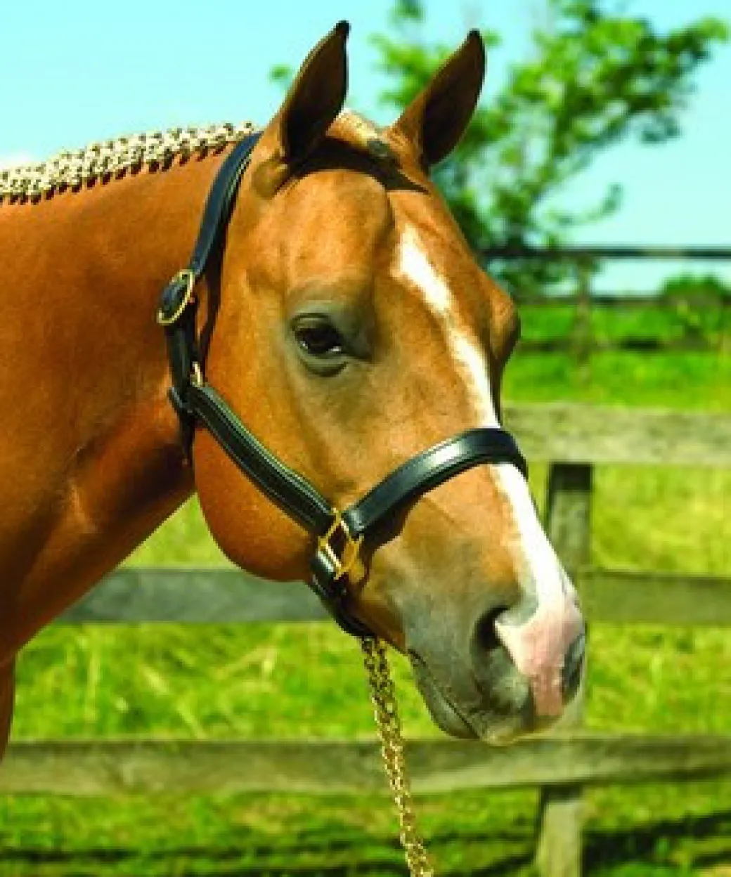 Perri's Padded Leather Halter