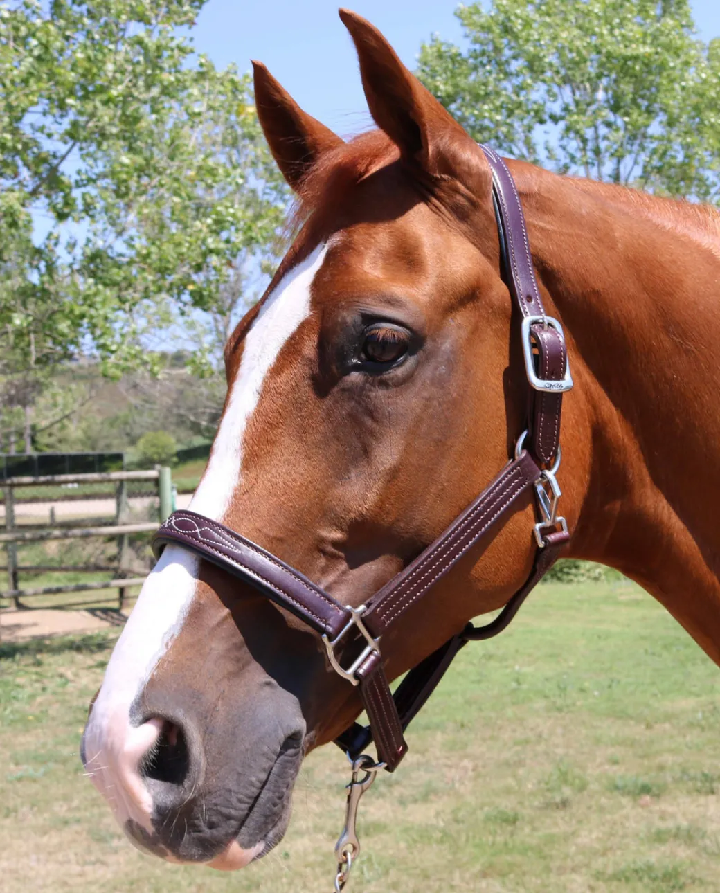Pony Walsh Signature Halter