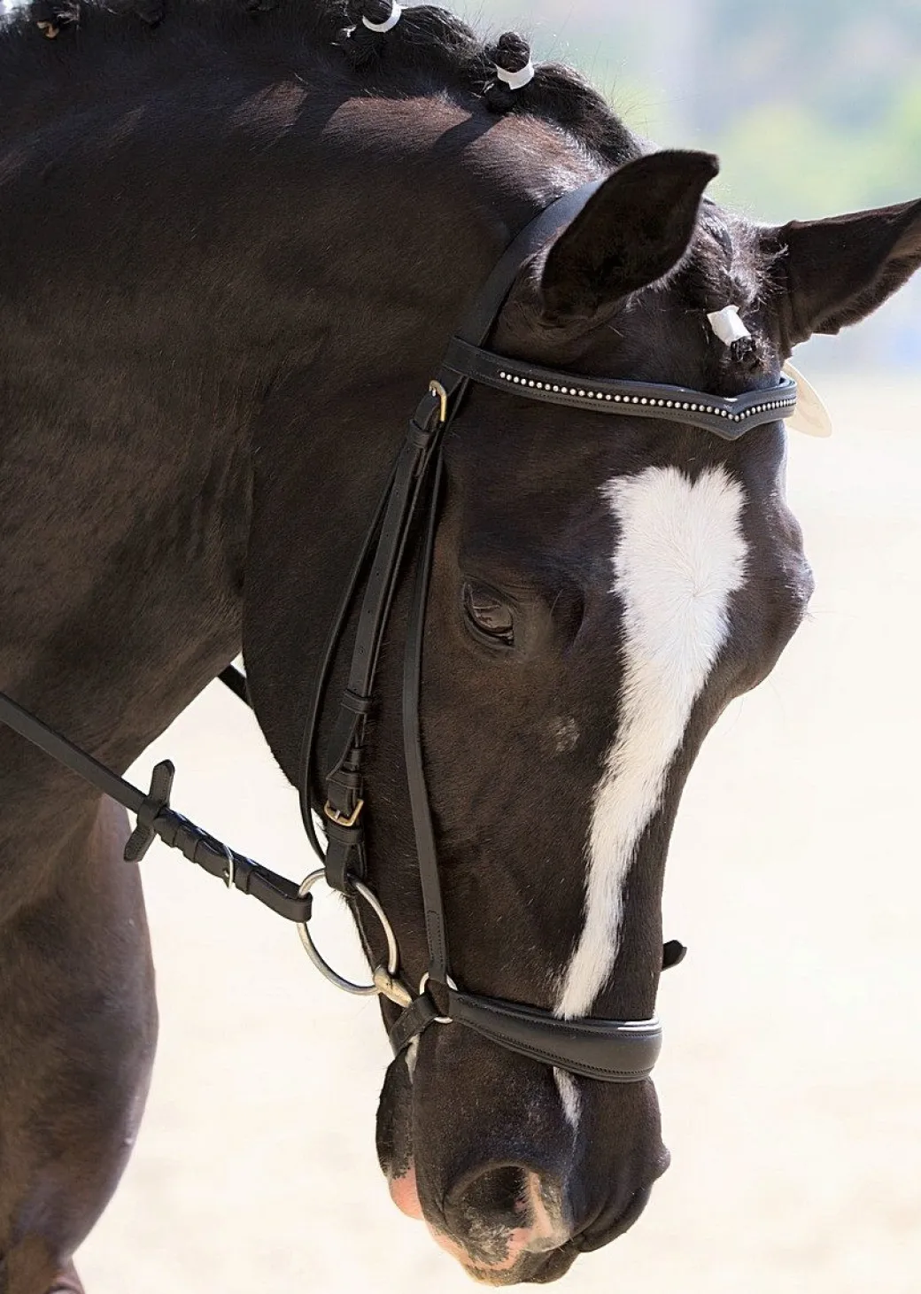 Red Barn Drop Noseband