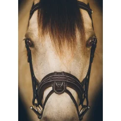 Riviera Equisports Riviera Flash Bridle
