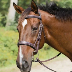 Shires Avignon Wellington Bridle