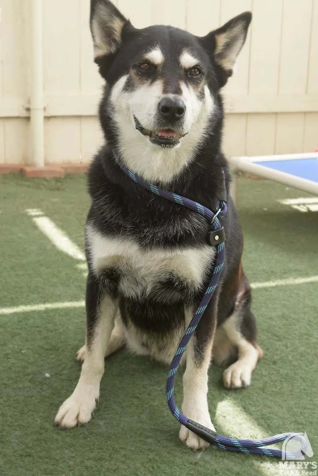 Terrain DOG Rope Slip Lead
