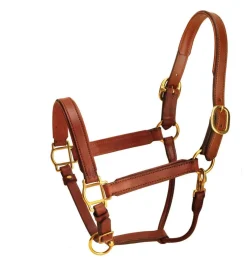 Tory Leather Padded Halter with Brass Hardware
