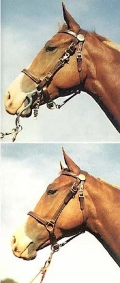 Tucker Standard Halter Bridle