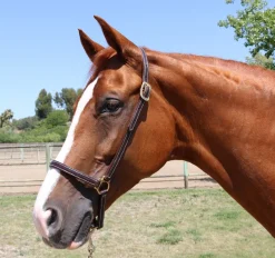 Walsh Leather Grooming Halter