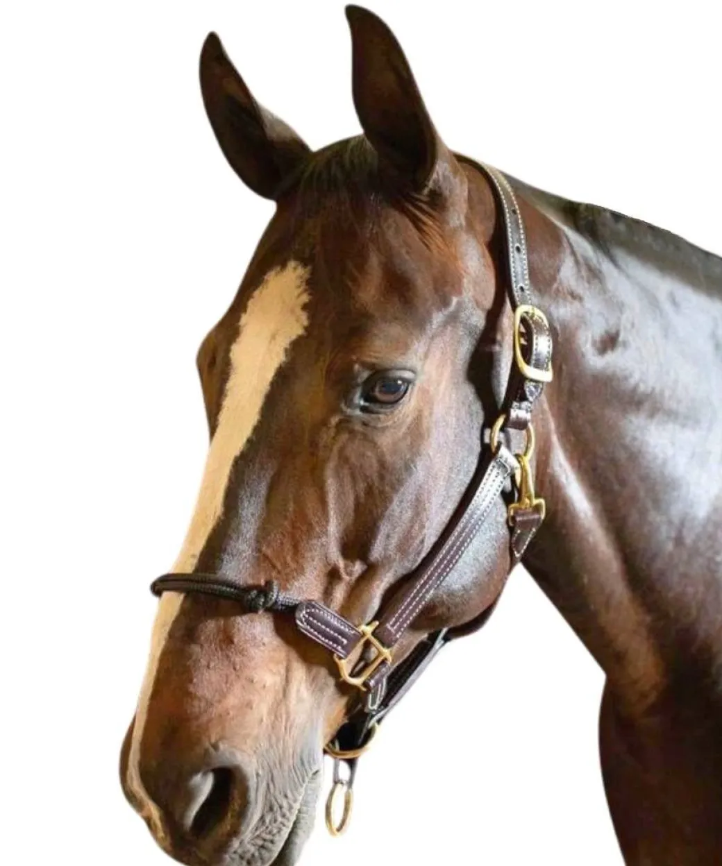 Walsh Rope Nose British Halter