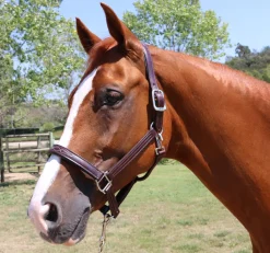 Walsh Signature Padded Halter