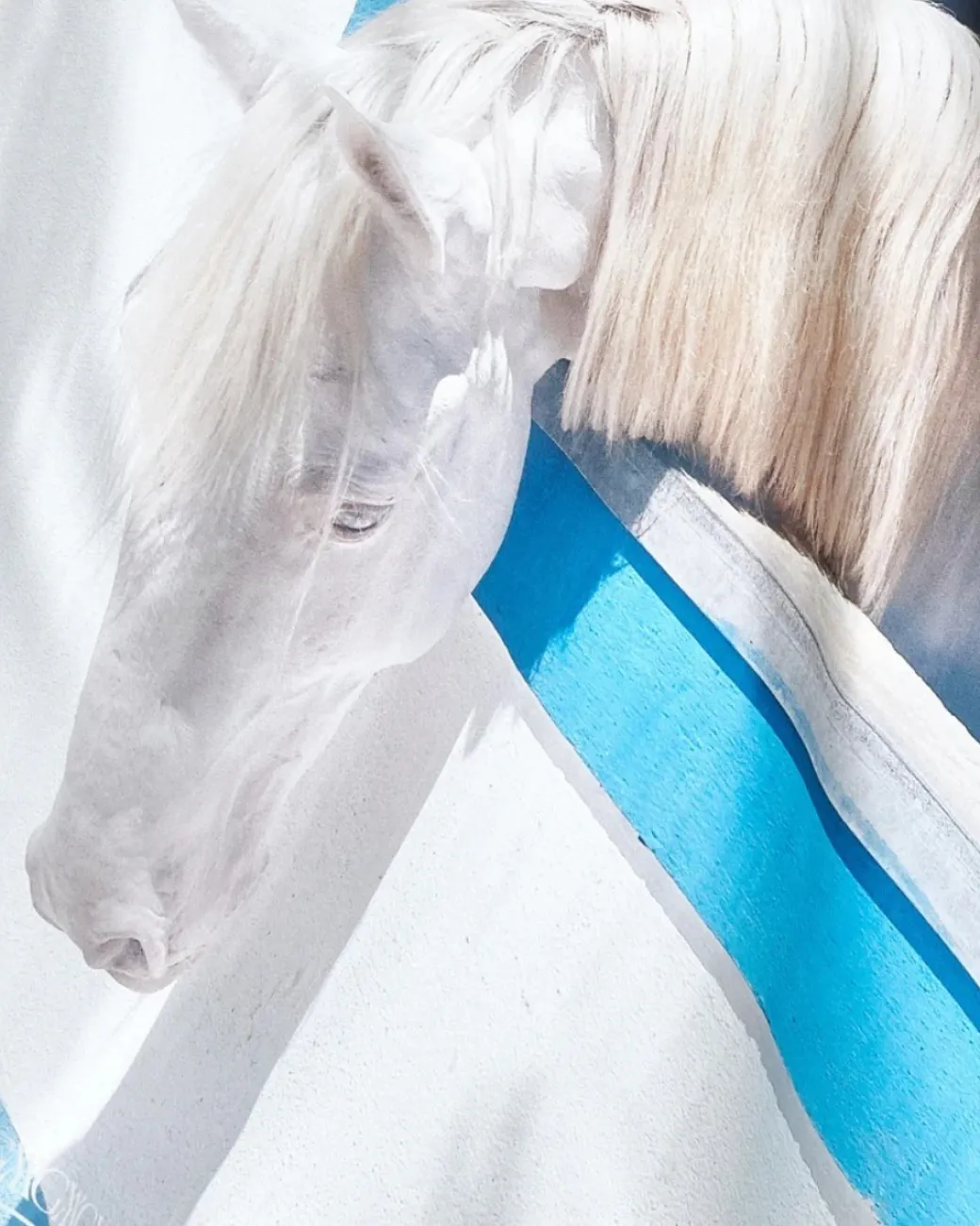 Yagya Printed Horse Silk Scarf